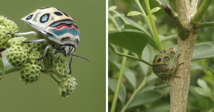 Gorgeous Bug That Was Named After Picasso Images Is Going Viral, People Online Love It