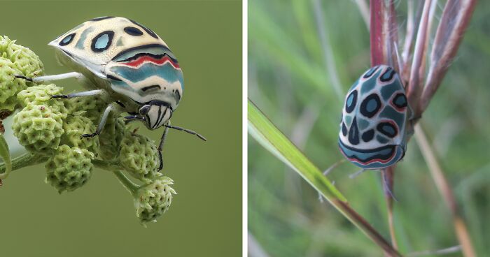 People Online Are Mesmerized By This Gorgeous Picasso Bug That Looks Straight Out Of A Painting