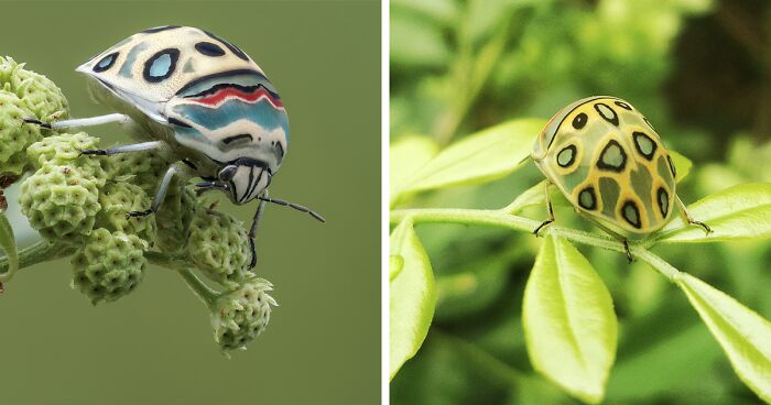 Marvelous Bug That Looks Like A Living Piece Of Art Gets Named After Picasso, And Everyone Loves It