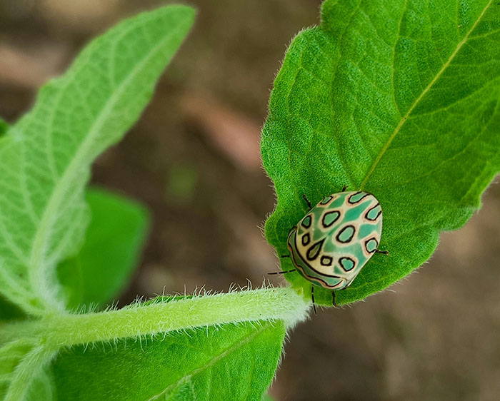 Gorgeous Bug That Was Named After Picasso Images Is Going Viral, People Online Love It