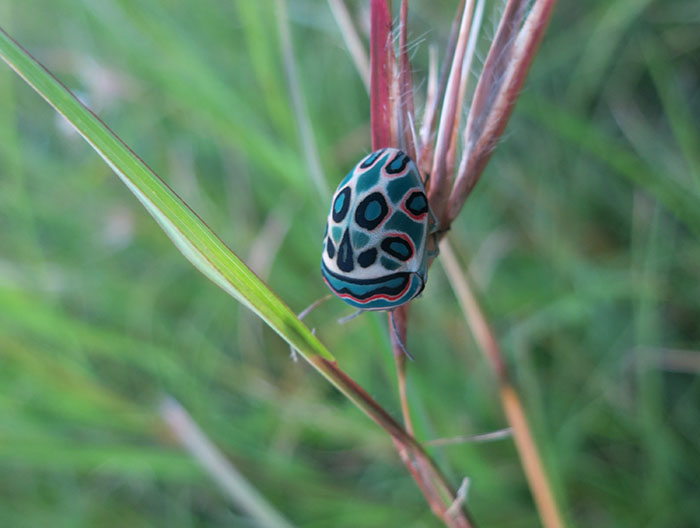 Gorgeous Bug That Was Named After Picasso Images Is Going Viral, People Online Love It