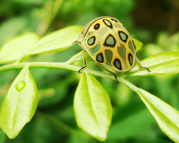 Gorgeous Bug That Was Named After Picasso Images Is Going Viral, People Online Love It