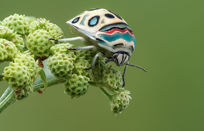 Gorgeous Bug That Was Named After Picasso Images Is Going Viral, People Online Love It