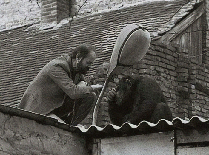 The Director Of The Belgrade Zoo Urges Sami The Chimpanzee To Return Home After He Escaped, 1988