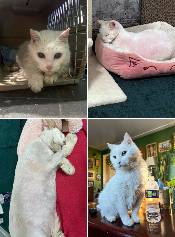 I Adopted A 14-Year-Old Pouncer After His Human Mother Died. Sadly, He Was Very Neglected And Needed To Be Shaved Upon Adoption. This Is His One-Year Progress From The Day He Was Rescued