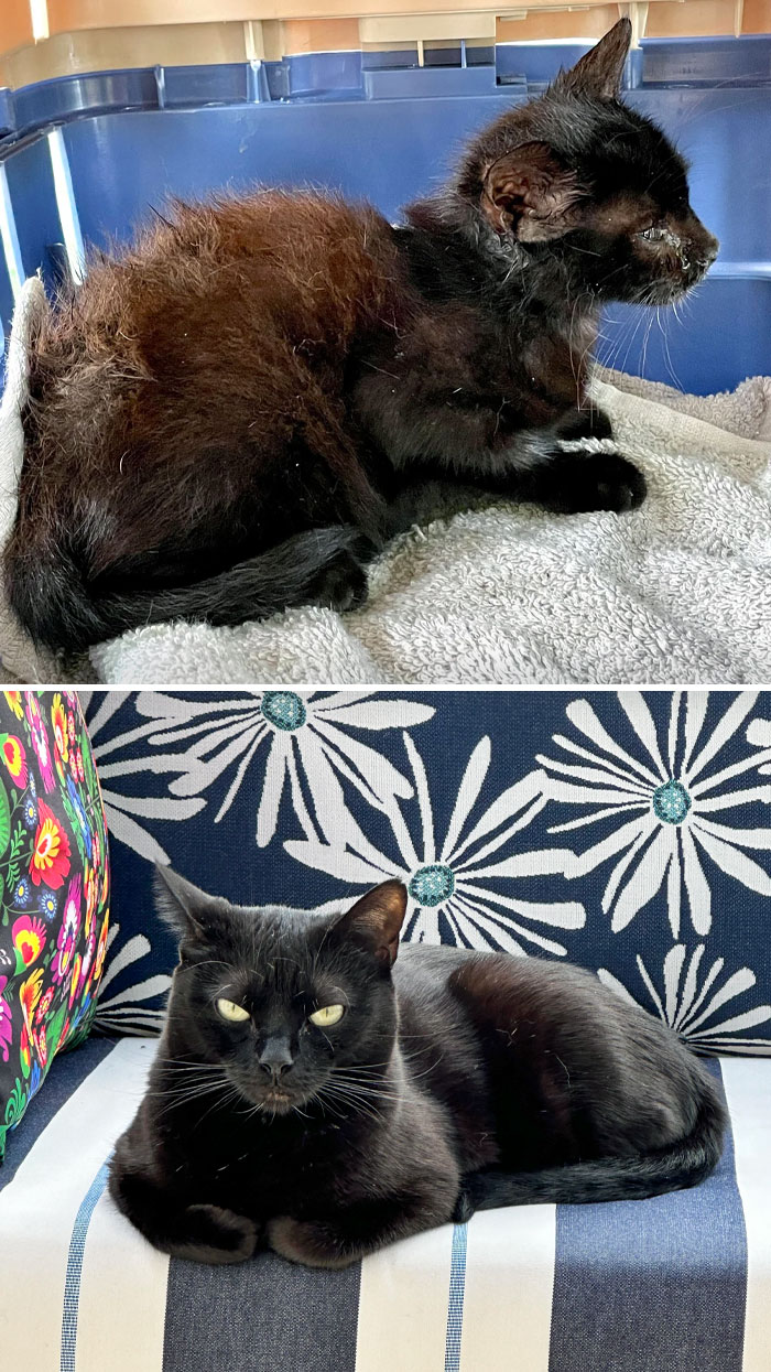 Picked Bambi Up Off The Street In 2021. She Was A Foster Fail Due To Being A Black Cat. I Think She’s Forgotten Her Rough Beginnings, Given Her Sassy Attitude
