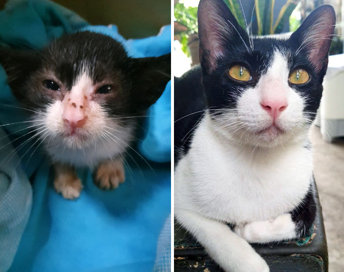 Before And After Of Ninja When We Found Him
