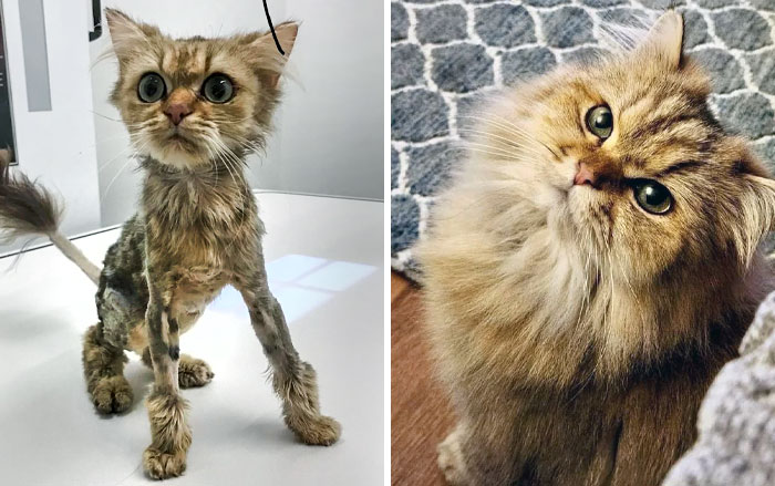 My Rescue Took In This Underweight, Matted Cat, And I Can’t Believe The Transformation