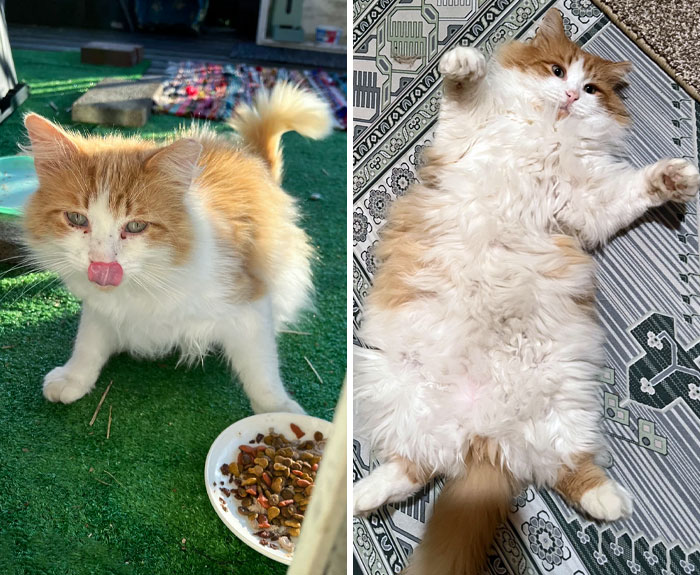 I Trapped Claude 14 Months Ago. Now Look At Him. This Is What Tuna And Love Can Do
