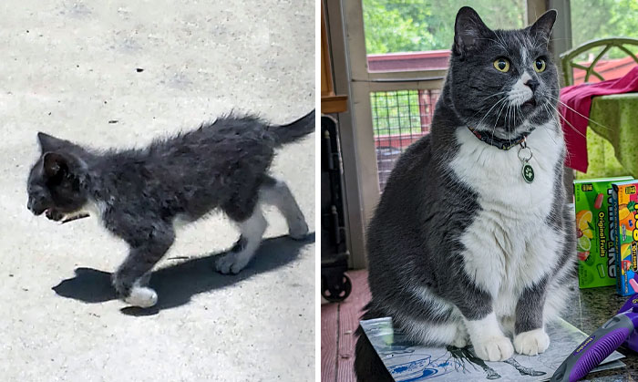 From Finding In The Parking Lot Covered In Every Kind Of Parasite, To Absolute Unit