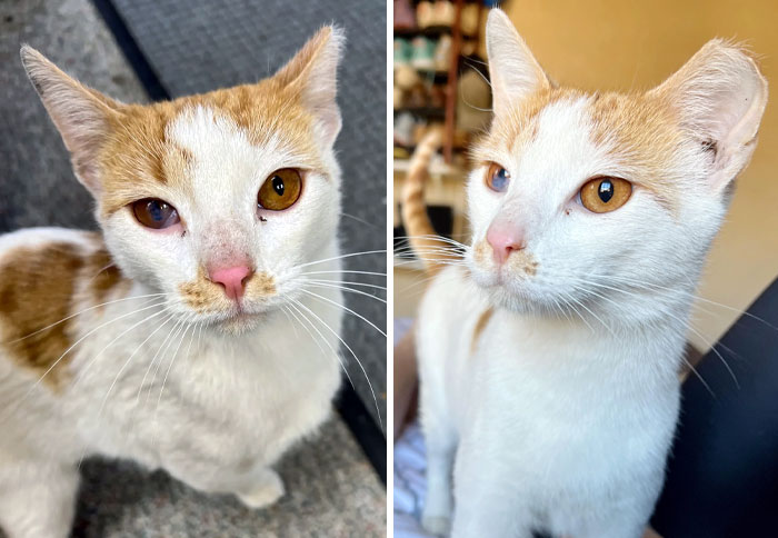 Cheddar Found His Forever Home, And It's Even Better Than We Hoped For Him! I Hate To See Him Go, But He's Going To Be So Loved And Spoiled. Before And After