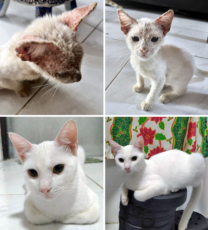 Our Rescued Cat's Before And After