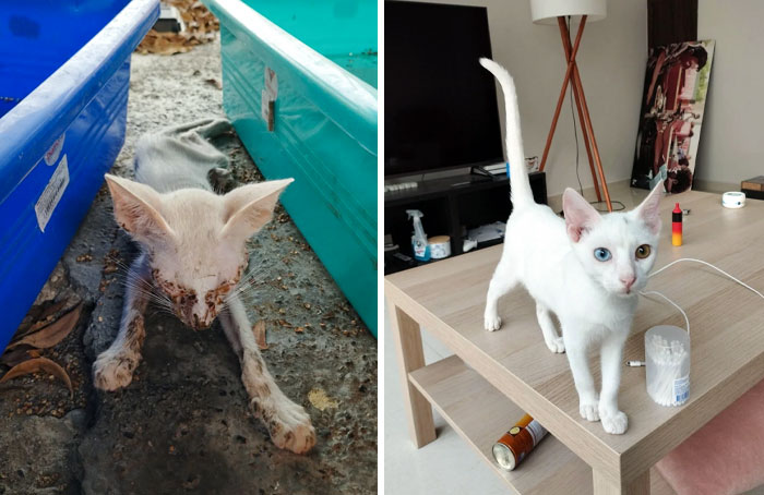 Before vs. After My Dad Rescued This Kitten