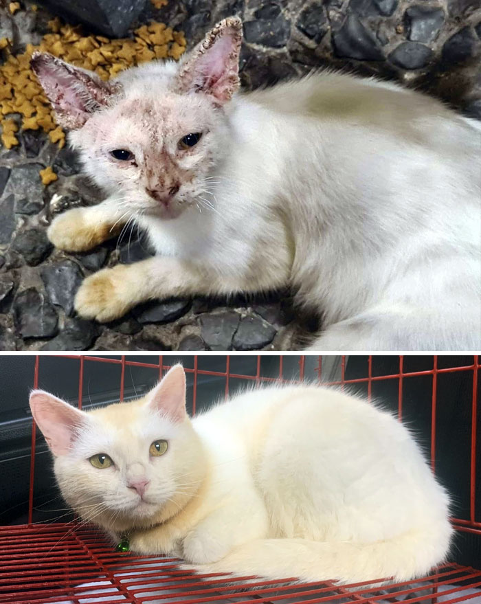 Crusty's Glow-Up In Five Months. I Hope We Can Help Many More Stray Animals. We Can't Save Them All, But We Can Make A Difference For The Animals We Help