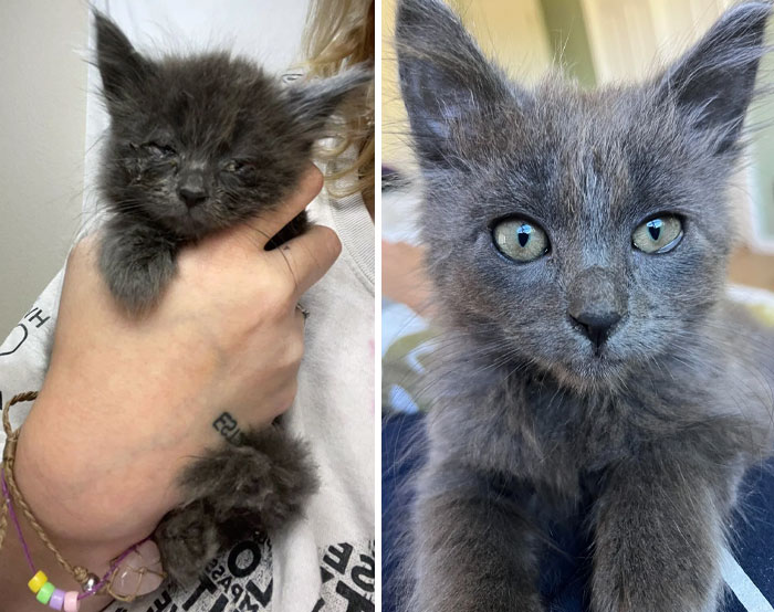 Before And After Finding The Forever Home
