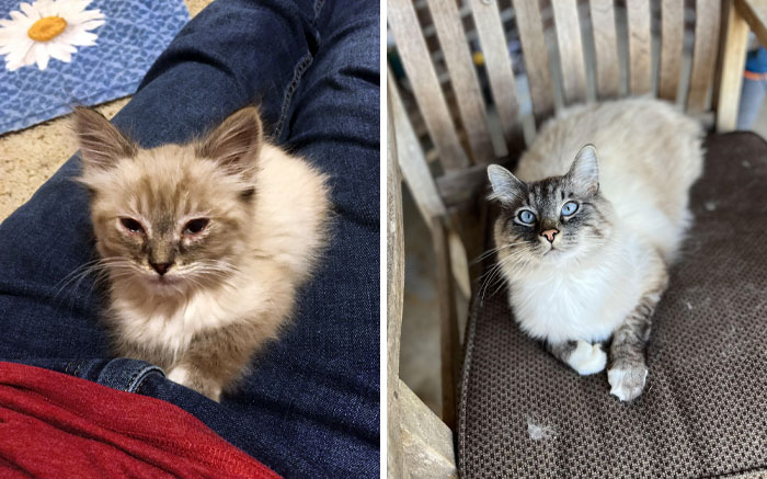 My Cat Is Named Lukas (Nicknames Are Smol Cat And Fluffy). My Stepdad Found Him In A Peanut Field In The Rain. He Was So Small When We Got Him, But He's Such A Big, Beautiful Boy Now