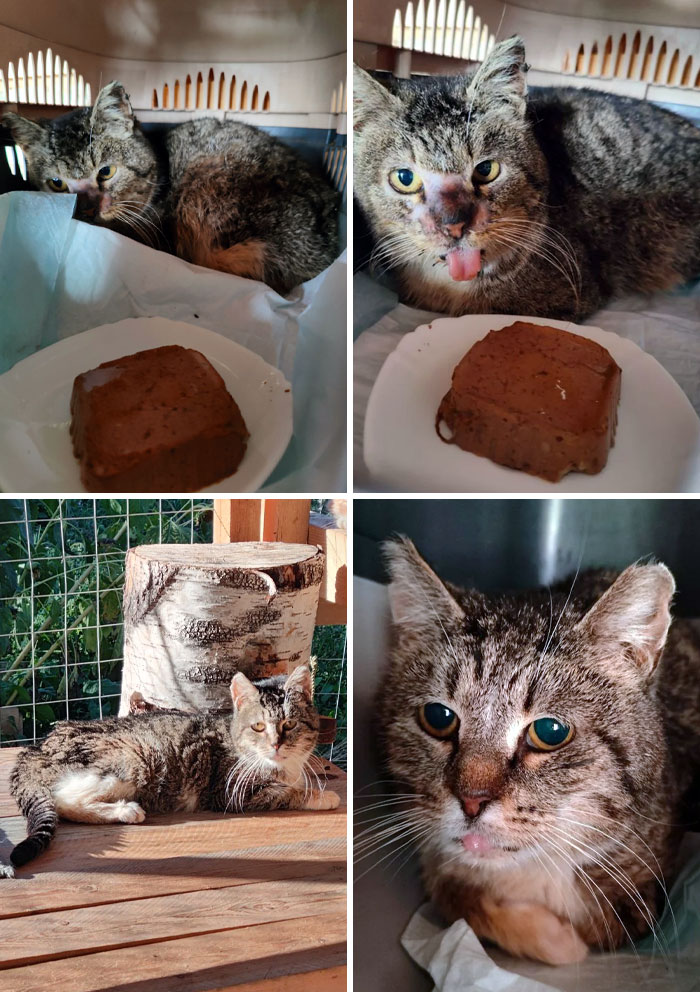 Before And After I Rescued This Old, Toothless Cat Named Music