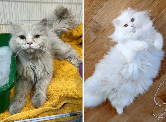 Mrrmrr's Glow-Up. From Starving Rescue To Pampered Princess