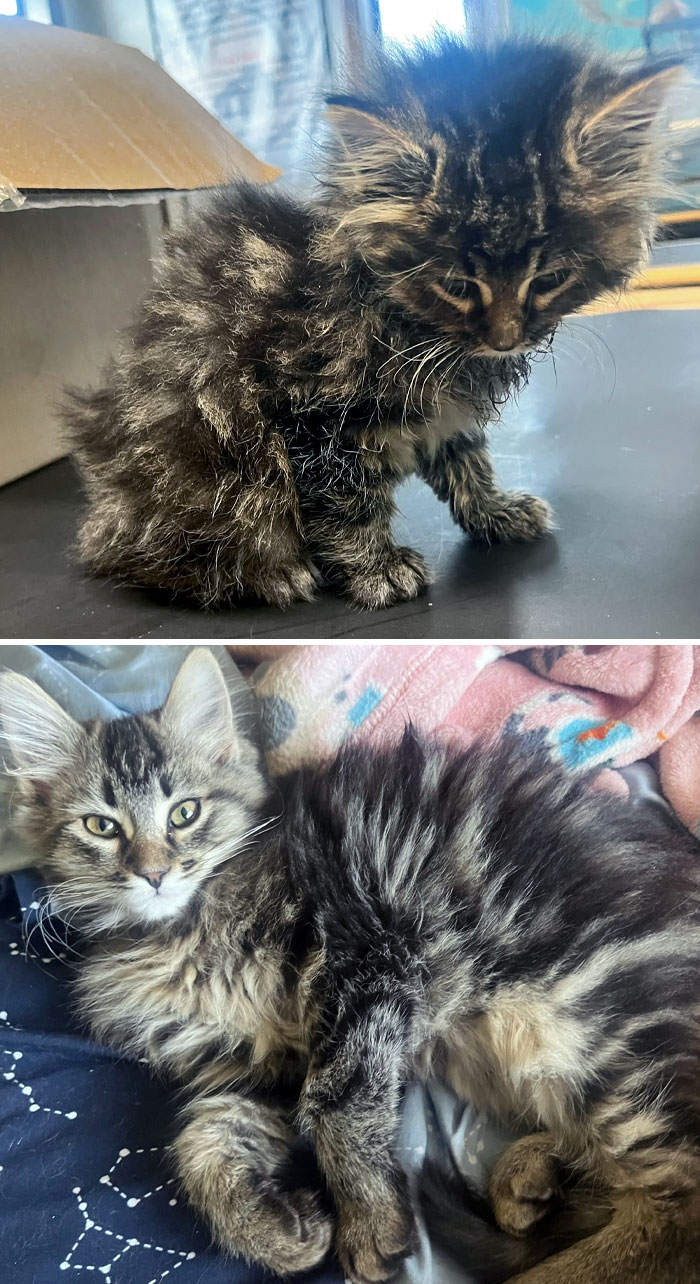 I Found This Poor Baby Out In A Cold Acting Quite Lethargic, And I Wasn’t Sure If She Was Okay. Thankfully, There Was A Happy Ending. Before And After