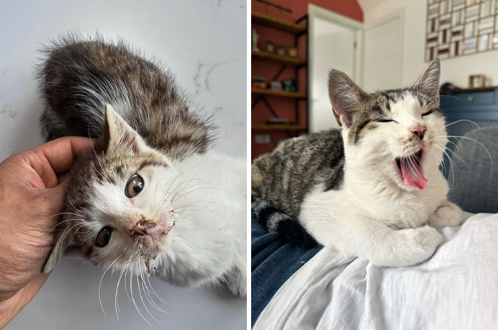 Phyllis Before vs. After Our Foster Fail
