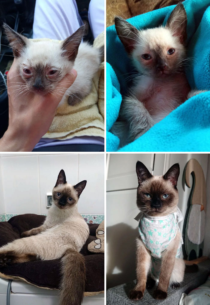 I Was Asked To Rescue This Kitten In The Summer Of 2022. Today, I Received New Pictures From Her New Family And Couldn't Believe My Eyes. From Kitten To Beautiful Princess