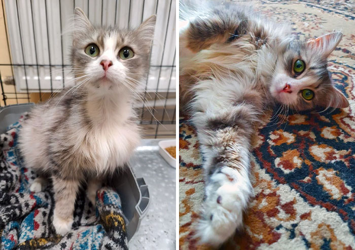 Musia's Owner Died, And Her Relatives Threw Her In The Street In Winter When It Was -20°C. I Took Her To The Vet, And Soon After Spaying I Found A New Family For Her