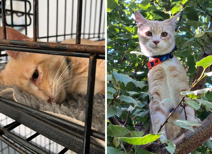Took A Chance, And Decided To Rehabilitate This Boy Instead Of Letting Him Be Put Down. One Of The Best Decisions Of My Life. Before vs. After