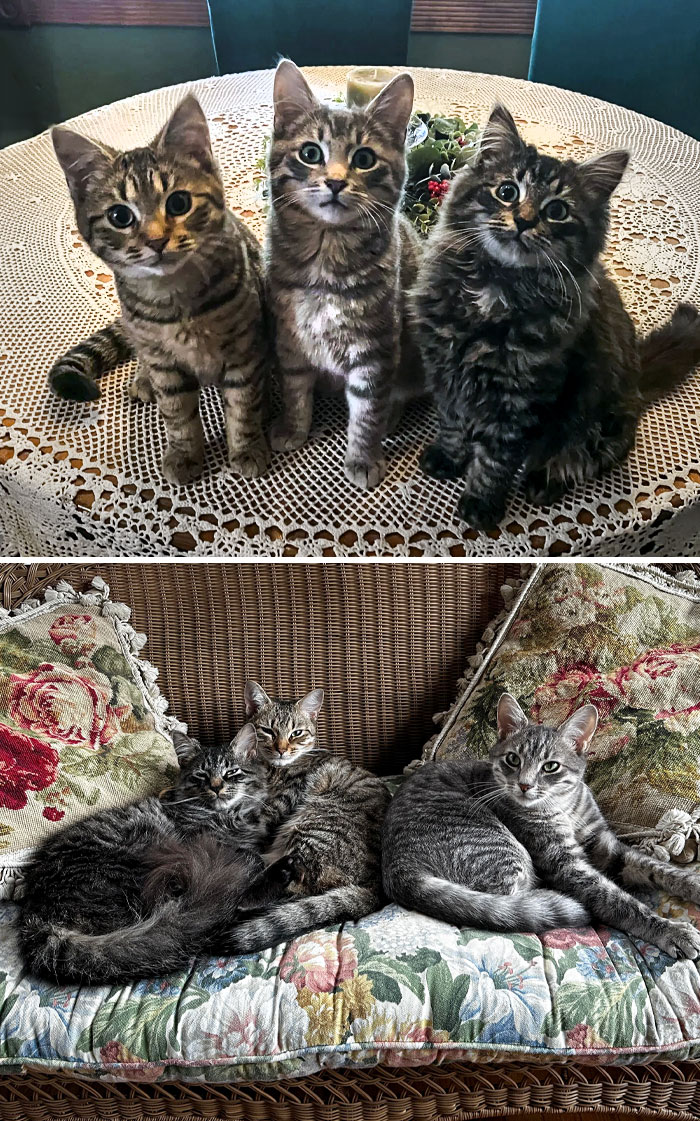 I Rescued 3 Kittens From My Construction Job Site. Now They Are Grown And Very Loved By Me
