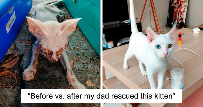 80 Cats Who Got A Second Chance At Life And Their Amazing Transformations (New Pics)