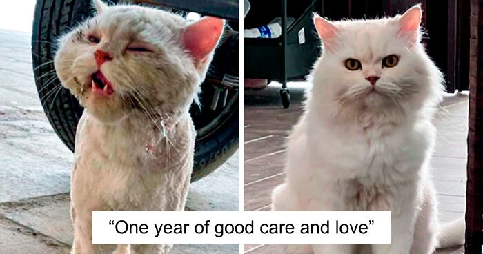 80 Heartwarming Photos That Show How Being Adopted Into A Loving Home Can Change A Cat’s Life (New Pics)