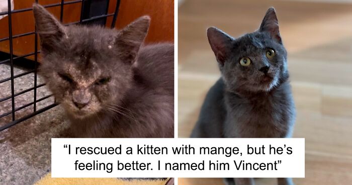 80 People Share How Their Beloved Cats Have Changed Since Being Adopted (New Pics)