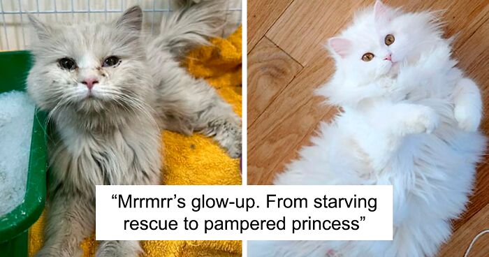 80 People Share How Their Beloved Cats Have Changed Since Being Adopted (New Pics)