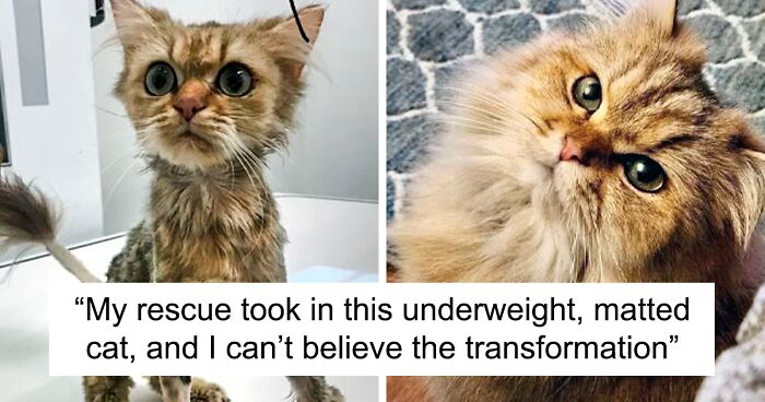 People Are Sharing Before And After Pictures Of Their Adopted Cats, And They're Heartwarming (80 New Pics)