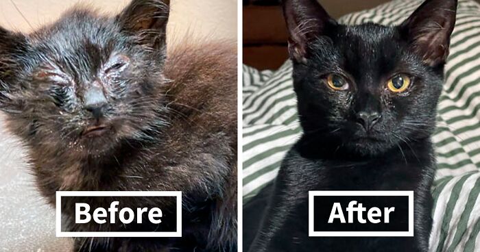 80 People Share How Their Beloved Cats Have Changed Since Being Adopted (New Pics)