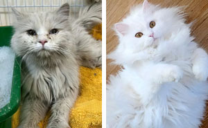 50 Cats Who Got A Second Chance At Life And Their Amazing Transformations (New Pics)