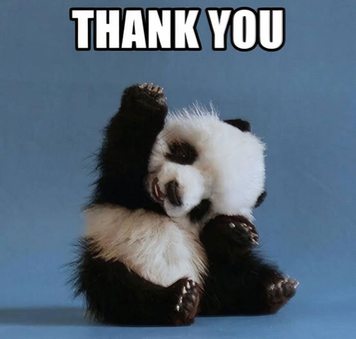 Cute panda raising its paw, captioned 'Thank You'