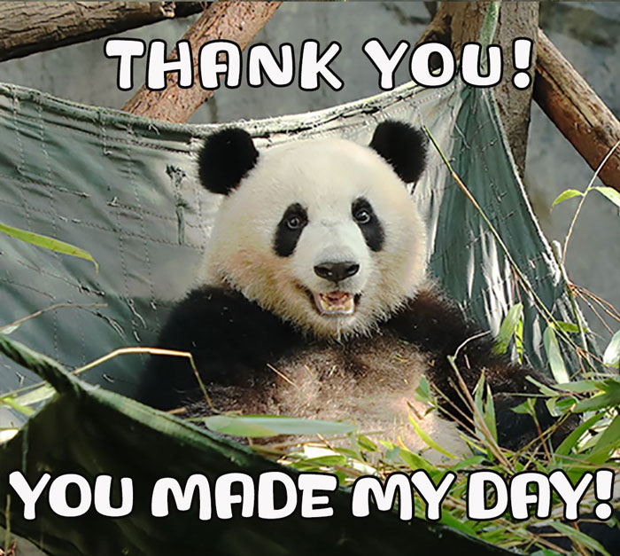 Adorable panda relaxing in a hammock with the text 'Thank You! You Made My Day!'