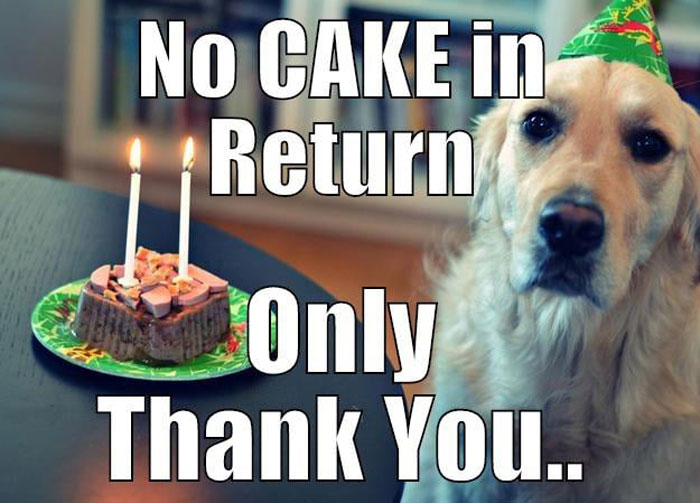 Dog with a birthday hat and a cake, captioned 'No Cake in Return, Only Thank You..'