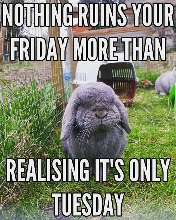 A huge gray Rabbit is unhappy because it is still Tuesday.