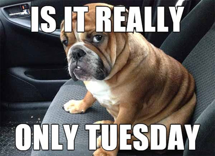 Bulldog is in the car chair and staring at us on Tuesday.