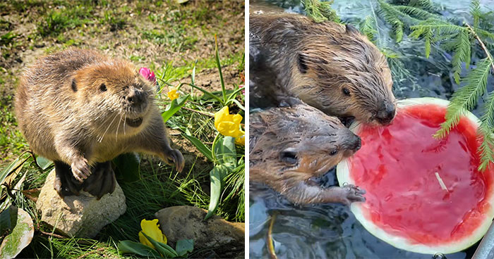 Tulip The Rescued Beaver Finds Love And Purpose As A Big Sister To A Tiny Beaver Petunia