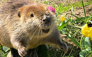 Rescued Beaver Tulip Discovers Joy And Purpose As A Big Sister To A Tiny Beaver Petunia