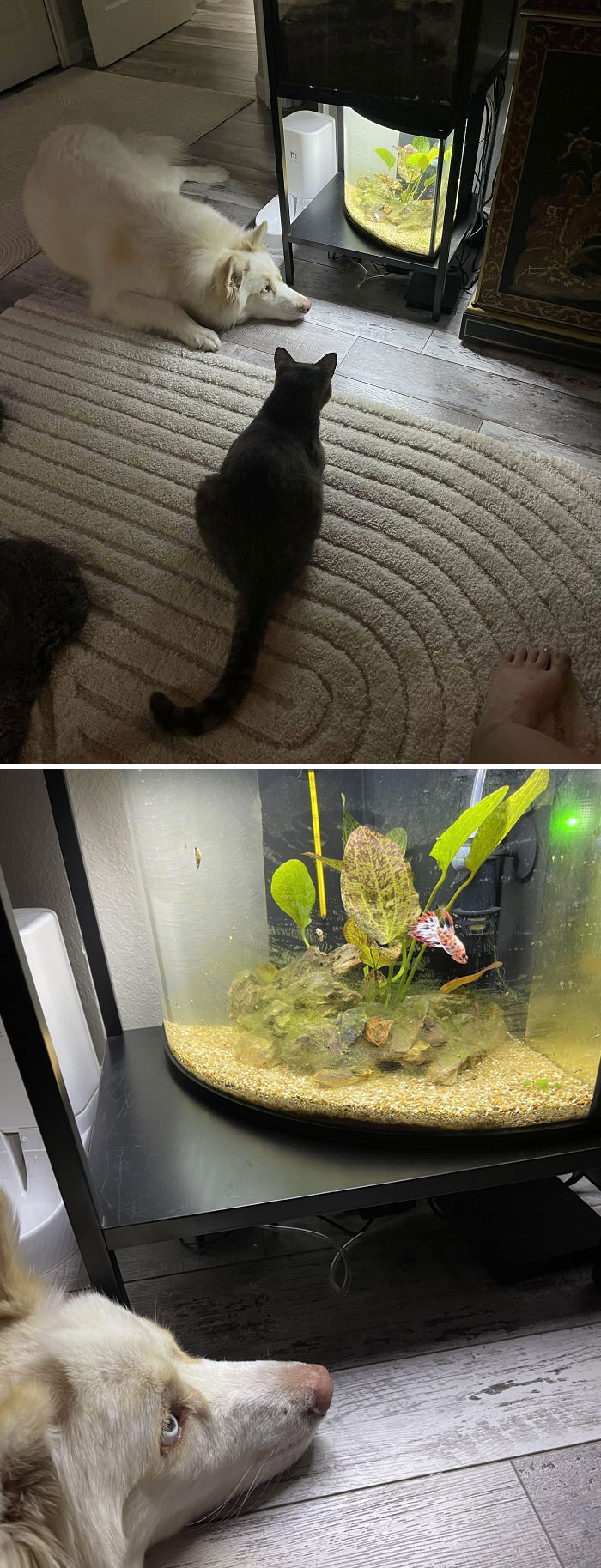 Our Dog And Cats Have Their Own Pet Fish
