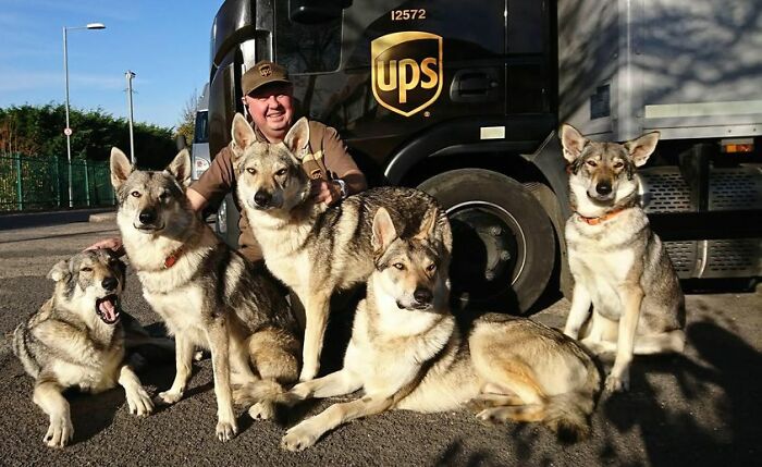 This Is Our UPS Driver Darrell In UK , The Pack Loves Him Specially Arei