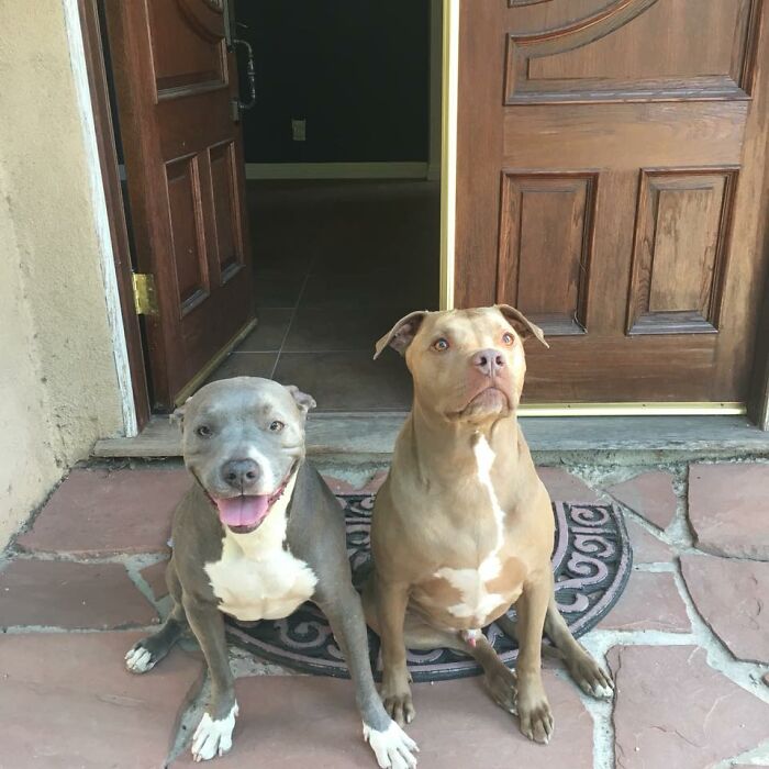 After Months Of Hearing These Guys Barking Inside The House I Finally Had A Signature Required And Got To Meet These Two