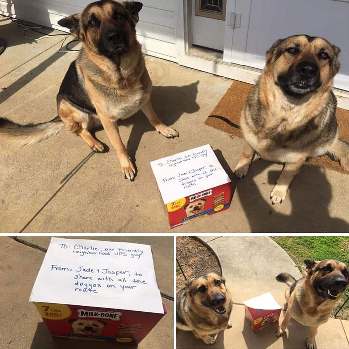 To: Charlie, Our Friendly Neighborhood UPS Guy From: Jade And Jasper, To Share With All The Doggos On Your Route Jonesborough, Tn
