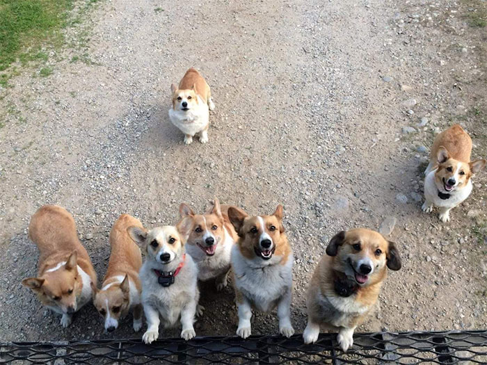 8 Corgis Decided To Greet My UPS Husband Looking For Treats And Attention. Keene, New Hampshire