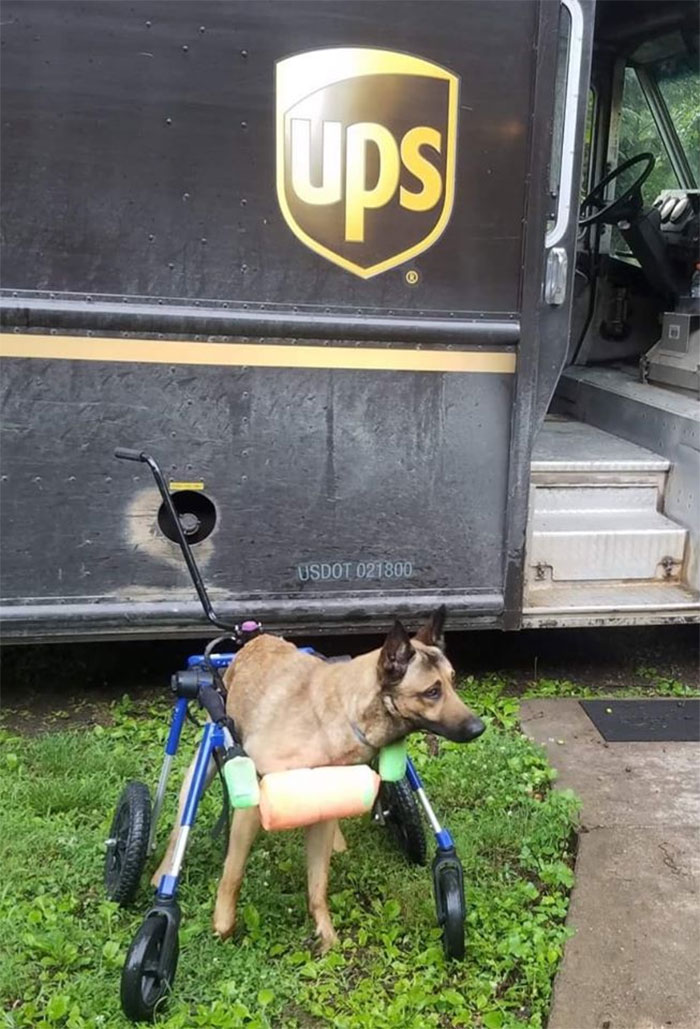 Champ Is A Distemper Survivor, He Uses A Special Quad Wheelchair