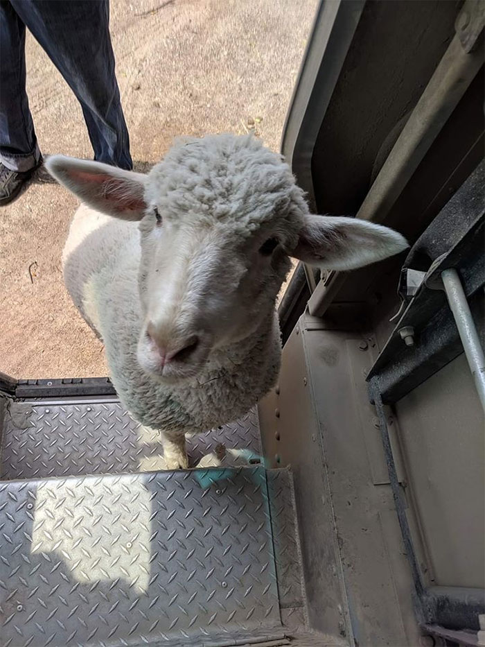 Sometimes "Ewe" Don't Know Who's Coming Into Your Truck