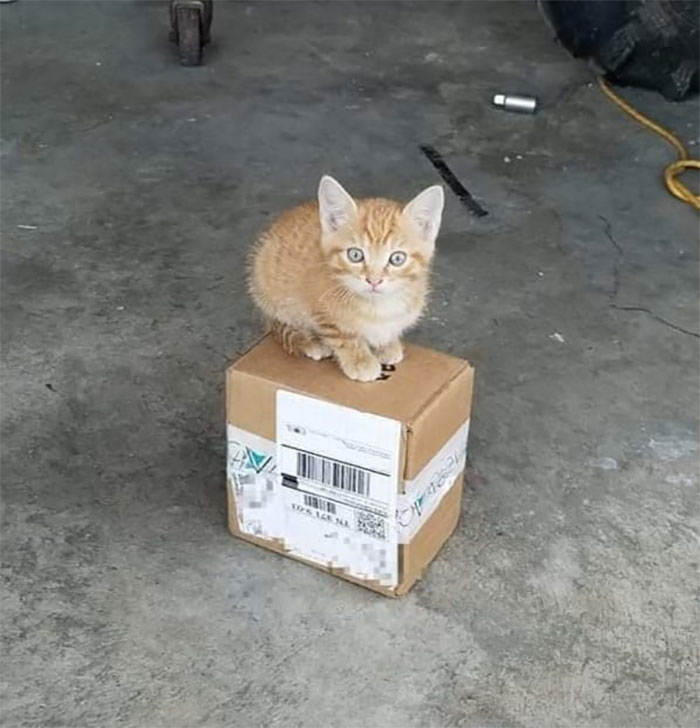 Deliver A Package In A Garage Turn Towards My Truck, Then I Hear A Meow From Behind. Portland, Tn